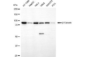 Western blotting analysis using β catenin antibody (ABIN7797936). (Recombinant beta Catenin 抗体)