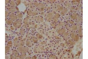 IHC image of ABIN7148999 diluted at 1:500 and staining in paraffin-embedded human salivary gland tissue performed on a Leica BondTM system. (CST5 抗体  (AA 21-142))