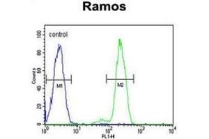 Flow cytometric analysis of Ramos cells using DCP1B Antibody (Center) Cat. (DCP1B 抗体  (Middle Region))