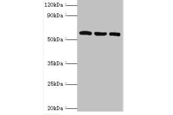 TXNRD2 抗体  (AA 100-310)