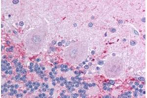 Human Brain, Cerebellum (formalin-fixed, paraffin-embedded) stained with KCNIP4 antibody ABIN214784 at 2. (KCNIP4 抗体  (AA 27-76))