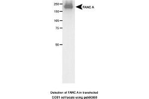Image no. 1 for anti-Fanconi Anemia Group A Protein (FANCA) (AA 1200-1300) antibody (ABIN363367) (FANCA 抗体  (AA 1200-1300))