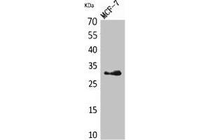 Western Blot analysis of MCF7 cells using KLK1 Polyclonal Antibody. (Kallikrein 1 抗体  (Internal Region))