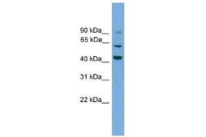 WB Suggested Anti-Txlng Antibody Titration:  0. (Taxilin gamma (TXLNG) (N-Term) 抗体)
