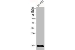 Western Blot analysis of SH-SY5Y cells using MRP-S12 Polyclonal Antibody (MRPS12 抗体  (Internal Region))
