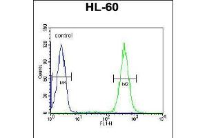 Flow cytometric analysis of HL-60 cells (right histogram) compared to a negative control cell (left histogram). (APOBEC2 抗体  (N-Term))