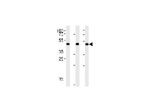BAT1 Antibody (C-term) (ABIN1881102 and ABIN2842459) western blot analysis in A431,Hela,Jurkat cell line lysates (35 μg/lane). (BAT1 抗体  (C-Term))