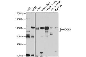 Western blot analysis of extracts of various cell lines, using HOOK1 antibody (ABIN6131765, ABIN6141925, ABIN6141926 and ABIN6220745) at 1:1000 dilution. (HOOK1 抗体  (AA 489-728))