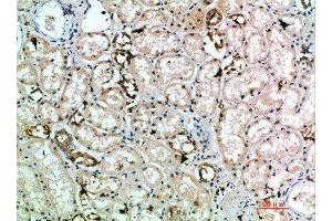 Immunohistochemical analysis of paraffin-embedded human-kidney, antibody was diluted at 1:200 (KLRK1 抗体  (AA 167-216))