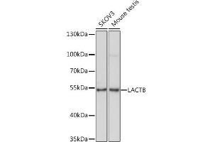 Western blot analysis of extracts of various cell lines, using LACTB Rabbit pAb (ABIN7268164) at 1:1000 dilution. (LACTB 抗体  (AA 298-547))