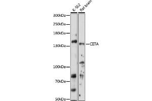 Western blot analysis of extracts of various cell lines, using CIITA antibody (ABIN7266403) at 1:1000 dilution. (CIITA 抗体  (AA 650-750))