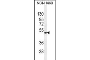 Western Blotting (WB) image for anti-Fibronectin Type III Domain Containing 8 (FNDC8) (AA 204-232) antibody (ABIN655342)