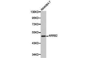Western Blotting (WB) image for anti-Arrestin, beta 2 (ARRB2) antibody (ABIN1871114) (Arrestin 3 抗体)