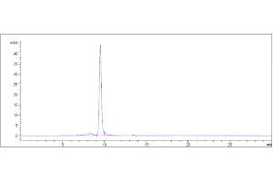 The purity of Anti-IL-18 Reference Antibody (GSK 1070806) is more than 95 % , determined by SEC-HPLC. (Recombinant IL-18 抗体)