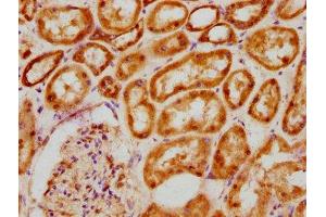 IHC image of ABIN7145150 diluted at 1:200 and staining in paraffin-embedded human kidney tissue performed on a Leica BondTM system. (BCL9 抗体  (AA 231-340))
