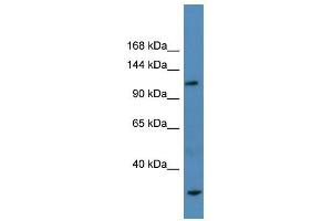 Ap3b1 antibody used at 2. (AP3B1 抗体  (N-Term))