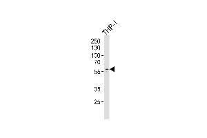 Western blot analysis of lysate from THP-1 cell line,using Collagen XXIII α1 Antibody (ABIN6241510). (COL23A1 抗体)