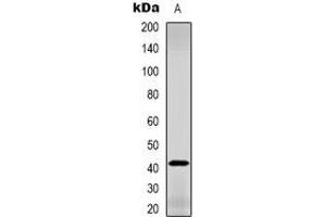 Western blot analysis of GDF3 expression in L929 (A) whole cell lysates. (GDF3 抗体  (C-Term))