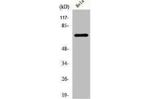 Western Blot analysis of HeLa cells using DDX55 Polyclonal Antibody (DDX55 抗体  (Internal Region))