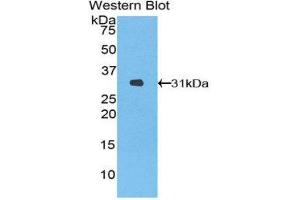 Western Blotting (WB) image for anti-Heme Oxygenase (Decycling) 2 (HMOX2) (AA 71-306) antibody (ABIN1859186) (HMOX2 抗体  (AA 71-306))