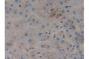 Immunohistochemistry (IHC) image for anti-Prosaposin (PSAP) (AA 17-524) antibody (ABIN7435130)
