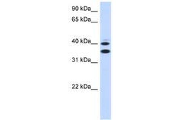SLC25A32 Antikörper  (AA 215-264)