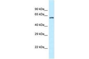 Image no. 1 for anti-Zinc Finger CCCH-Type Containing 12A (ZC3H12A) (AA 320-369) antibody (ABIN6747796) (ZC3H12A 抗体  (AA 320-369))