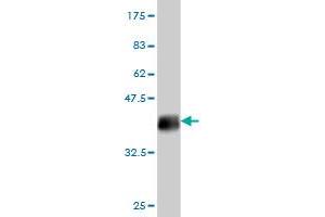 Western Blot detection against Immunogen (35. (NEK10 抗体  (AA 211-300))