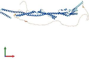 AlphaFold protein structure predicition of Human Recombinant PRC1 Protein, UniprotID O43663