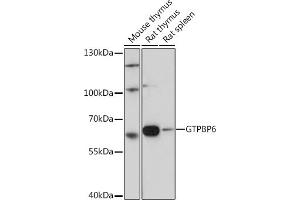 Western blot analysis of extracts of various cell lines, using GTPBP6 Rabbit pAb (ABIN7267524) at 1:1000 dilution. (GTPBP6 抗体)
