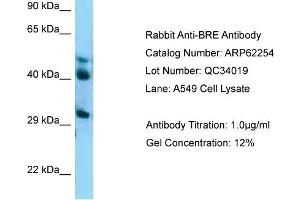 Western Blotting (WB) image for anti-Brain and Reproductive Organ-Expressed (TNFRSF1A Modulator) (BRE) (C-Term) antibody (ABIN2789082) (BRE 抗体  (C-Term))