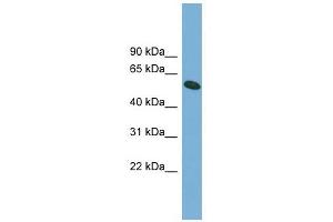 OMA1 antibody used at 1 ug/ml to detect target protein. (OMA1 抗体)