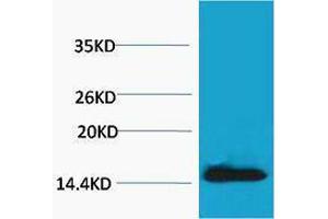 Western Blotting (WB) image for anti-H2A Histone Family, Member X (H2AFX) (pTyr142) antibody (ABIN3181353) (H2AFX 抗体  (pTyr142))