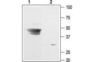 Western blot analysis of rat brain membranes:1. (Potassium Inwardly-Rectifying Channel, Subfamily J, Member 9 (KCNJ9) Peptide)