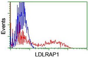 HEK293T cells transfected with either RC206643 overexpress plasmid (Red) or empty vector control plasmid (Blue) were immunostained by anti-LDLRAP1 antibody (ABIN2455232), and then analyzed by flow cytometry. (LDLRAP1 抗体)