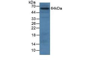 Rabbit Capture antibody from the kit in WB with Positive Control: Human 293T Cells. (Granulin CLIA Kit)