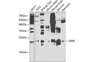 Western blot analysis of extracts of various cell lines, using GFER antibody (ABIN6132026, ABIN6141060, ABIN6141061 and ABIN6221123) at 1:1000 dilution. (GFER 抗体  (AA 81-205))