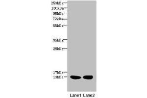 Western blot All lanes: RPS27antibody at 2. (RPS27 抗体  (AA 1-84))