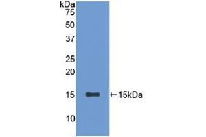 Western blot analysis of recombinant Rat SFRP5. (SFRP5 抗体  (AA 45-162))