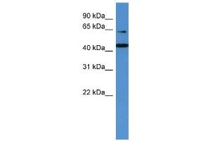 WB Suggested Anti-TRAF3IP2 Antibody Titration: 0. (TRAF3IP2 抗体  (N-Term))