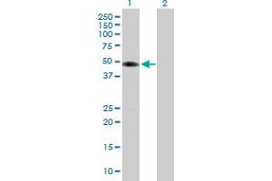 Western Blot analysis of TUFT1 expression in transfected 293T cell line by TUFT1 MaxPab polyclonal antibody.