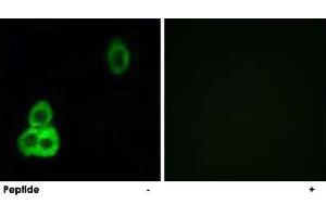 Immunofluorescence analysis of MCF-7 cells, using CELSR1 polyclonal antibody . (CELSR1 抗体  (AA 921-970))