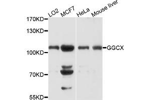 Western blot analysis of extracts of various cell lines, using GGCX antibody (ABIN4903760) at 1:1000 dilution. (GGCX 抗体)