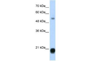 WB Suggested Anti-CBX3 Antibody Titration:  1. (CBX3 抗体  (Middle Region))
