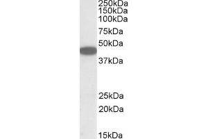 ABIN571157 (1µg/ml) staining of HEK293 lysate (35µg protein in RIPA buffer).