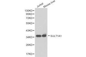 Western Blotting (WB) image for anti-Sulfotransferase Family, Cytosolic, 1A, Phenol-Preferring, Member 1 (SULT1A1) antibody (ABIN1874991) (SULT1A1 抗体)