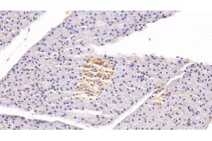 Detection of CLU in Rabbit Pancreas Tissue using Monoclonal Antibody to Clusterin (CLU) (Clusterin 抗体  (AA 226-447))