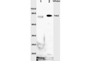 L1 mouse embryo lysates L2 rat intestine lysates probed with Anti phospho-GAB2 (Ser159) Polyclonal Antibody, Unconjugated (ABIN685273) at 1:200 overnight at 4 °C.