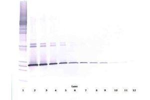 Image no. 3 for anti-Interleukin 5 (IL5) antibody (ABIN465636) (IL-5 抗体)