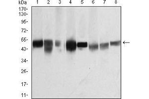 Western blot analysis using TUBB1 mouse mAb against K562 (1), HepG2 (2), A431 (3), Jurkat (4), Hela (5), NIH/3T3 (6), Cos7 (7) and PC12 (8) cell lysate. (TUBB1 抗体  (AA 33-166))